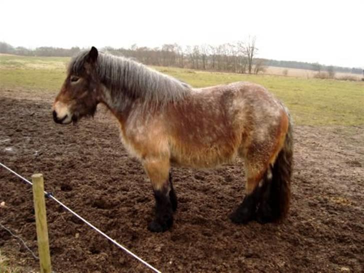 Belgier Bianca af Farendløse - Foto: Mig billede 13