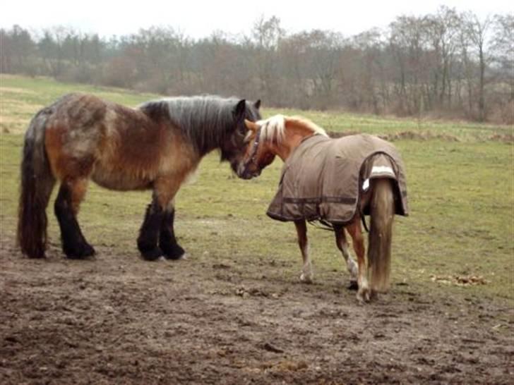 Belgier Bianca af Farendløse - Foto: Mig billede 14