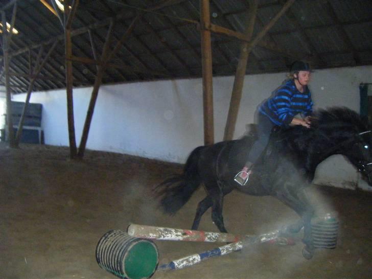 Oldenborg mitzi af østmark - Mitzis første spring ihh hvor er hun dygtig billede 8