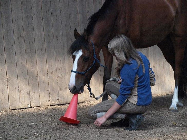 DSP Grønborg's Casey - Jordtræning ved horsemanship underviser Gitte Naldal (; <3 billede 9