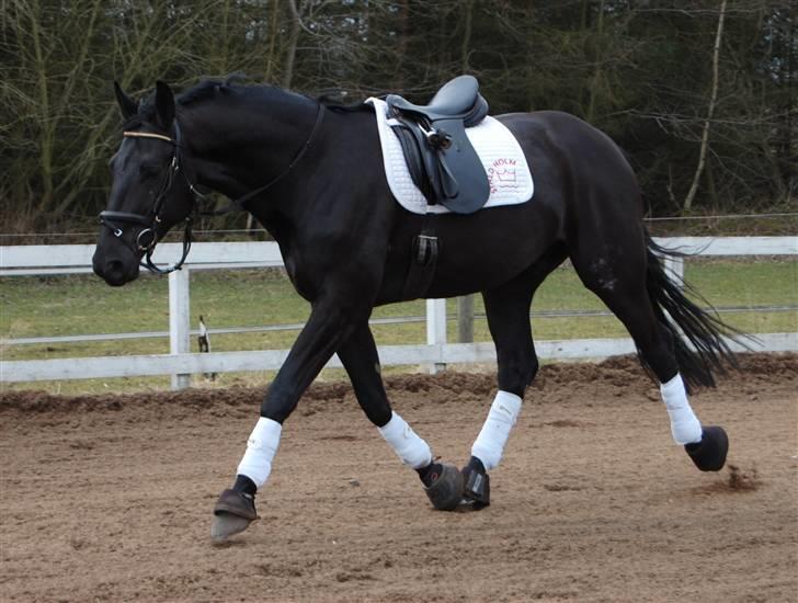 Dansk Varmblod Bysteds Bluca  SOLGT - Bluca hygger på banen. Foto Ally billede 17