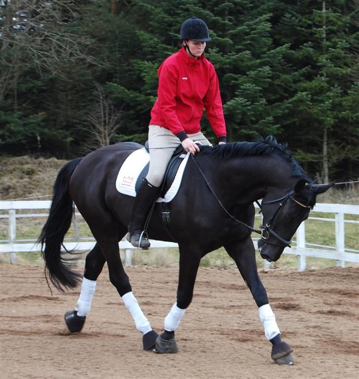 Dansk Varmblod Bysteds Bluca  SOLGT - 14/3 Foto Ally billede 18