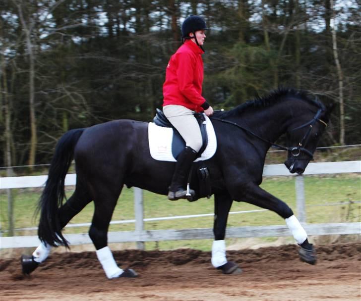 Dansk Varmblod Bysteds Bluca  SOLGT - 14 /3 Foto Ally billede 19