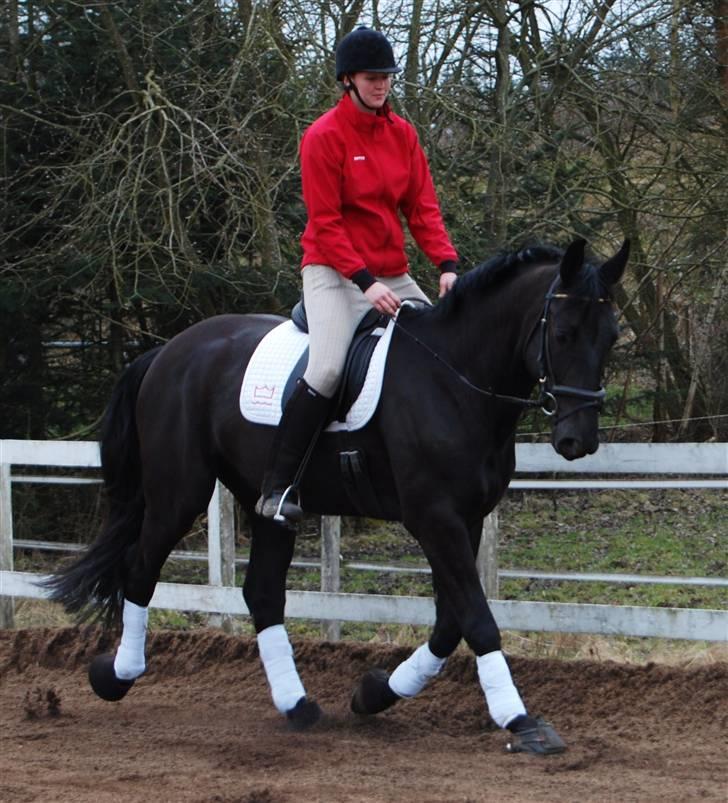 Dansk Varmblod Bysteds Bluca  SOLGT - 14/3. foto Ally billede 20