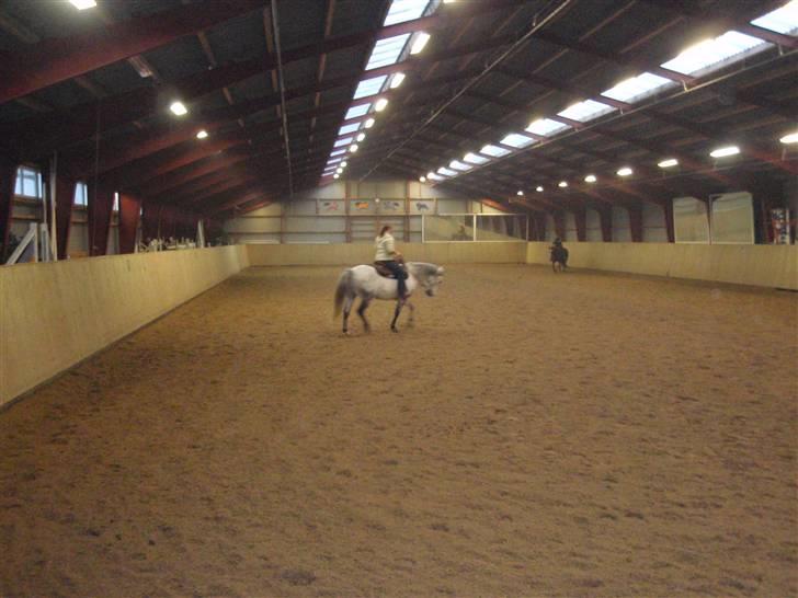 Anden særlig race Casey billede 18