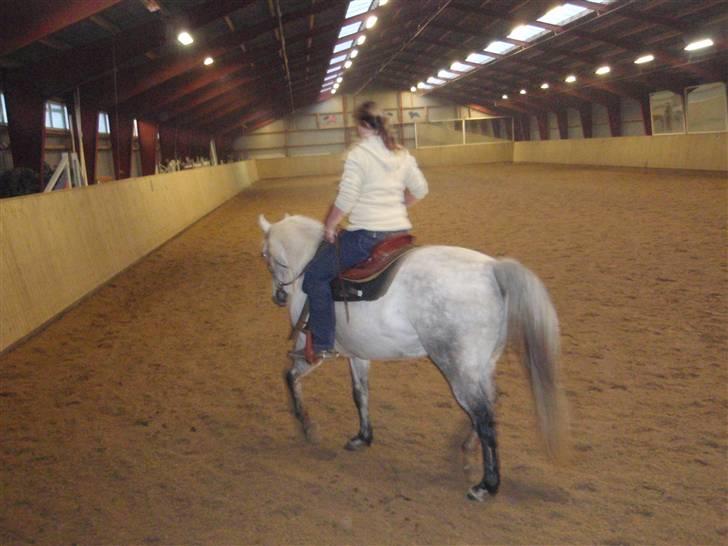 Anden særlig race Casey billede 19