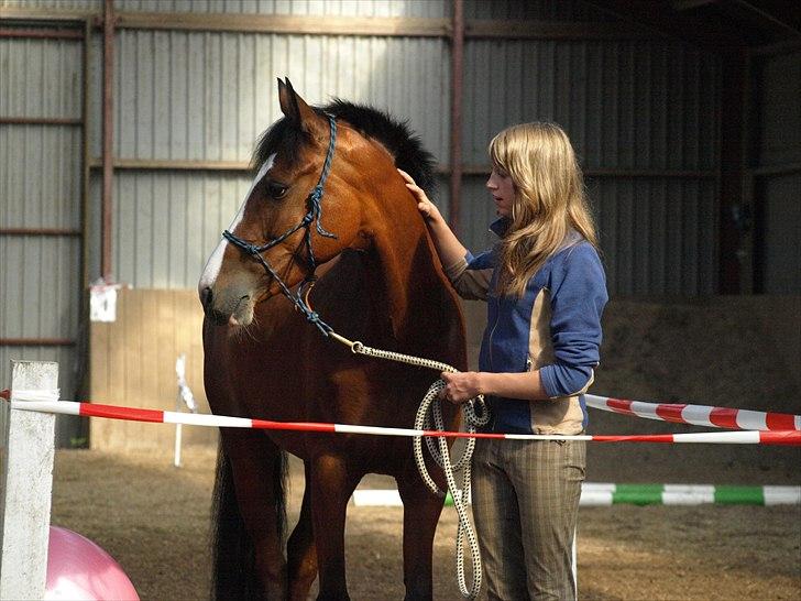 DSP Grønborg's Casey - Jordtræning ved horsemanship underviser Gitte Naldal (; <3 billede 19