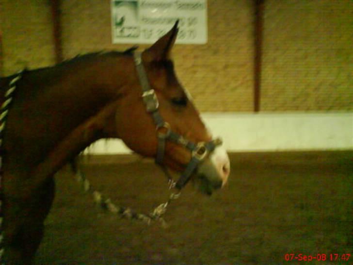 Anden særlig race Abi   gone ); billede 16