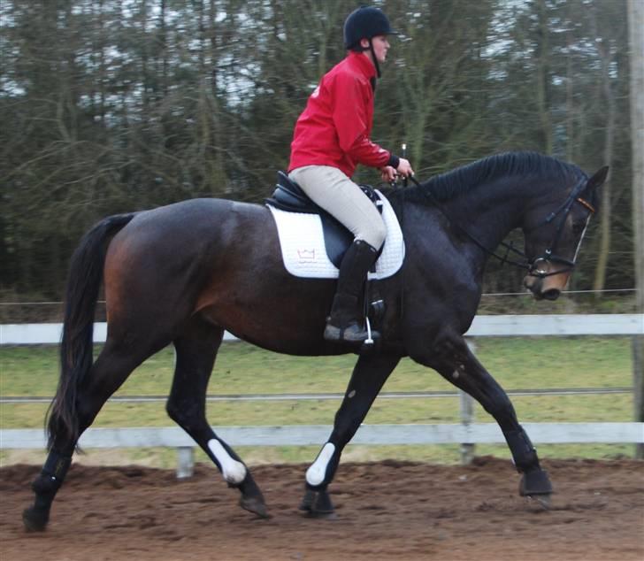 Dansk Varmblod Majestic/Hanniball - 14/3 Første gang på stor bane. Foto: Ally     billede 5