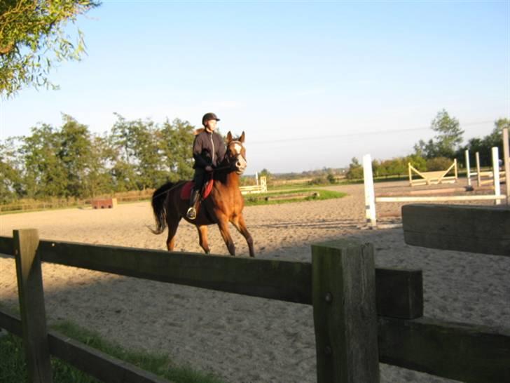 Anden særlig race Abi   gone ); billede 17