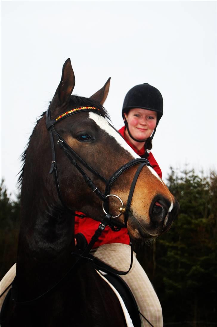 Dansk Varmblod Majestic/Hanniball - 14/3 Ditte og Majestic. Foto: Ally     billede 6