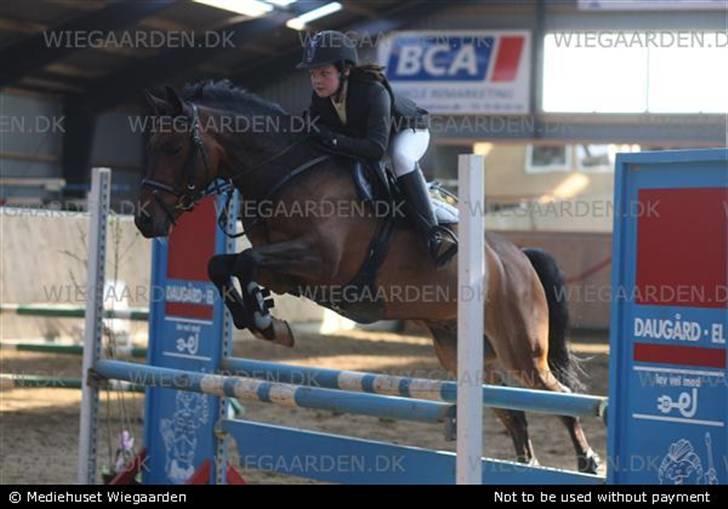 New Forest Lopik`s Hans (Solgt) - det var også en mega godt spring  thiii<3<3<3<3 billede 17