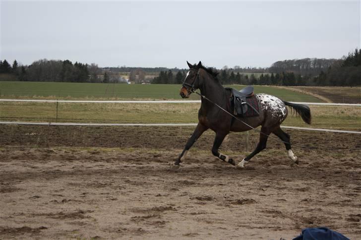 Knabstrupper Nørgårds Xaxo billede 9