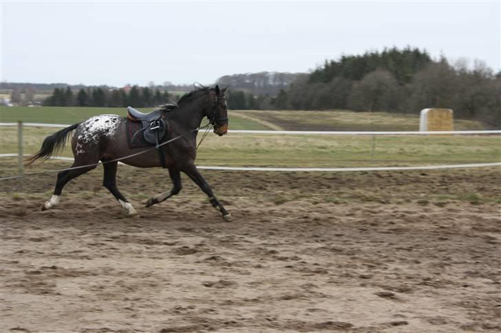 Knabstrupper Nørgårds Xaxo billede 10