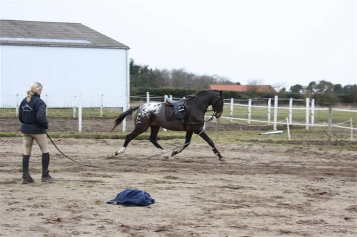 Knabstrupper Nørgårds Xaxo billede 11