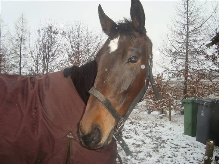 Anden særlig race La Sally. billede 1