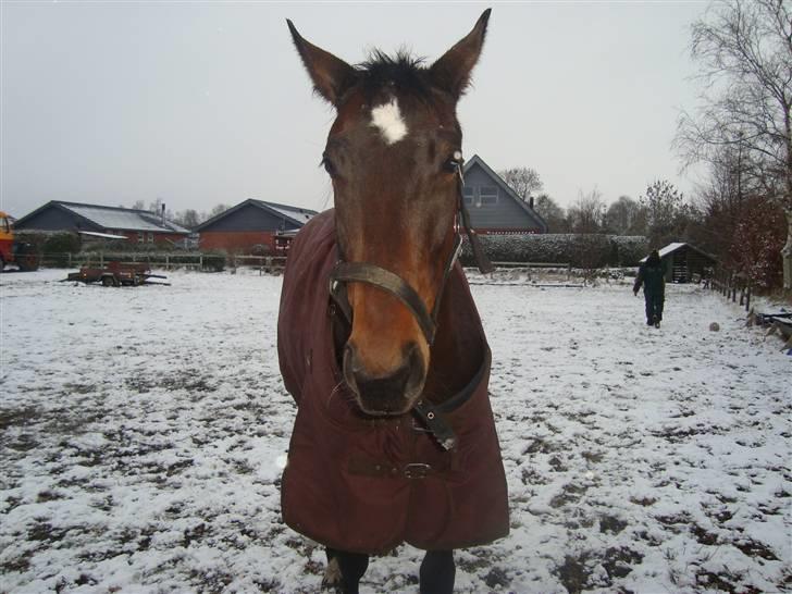 Anden særlig race La Sally. billede 2