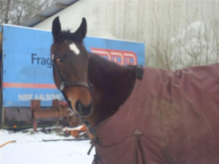 Anden særlig race La Sally. billede 6