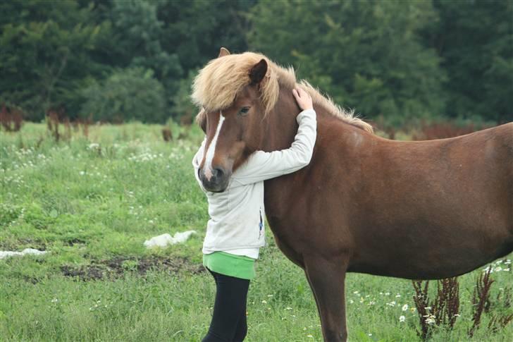 Islænder Hervör frá Rödli SOLGT  - Min utroligt smukke, men tykke hest 8D billede 11