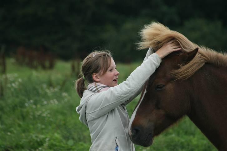 Islænder Hervör frá Rödli SOLGT  billede 12