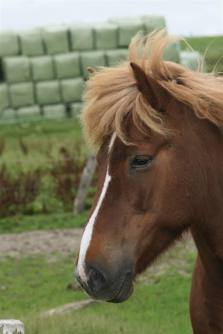Islænder Hervör frá Rödli SOLGT  billede 13