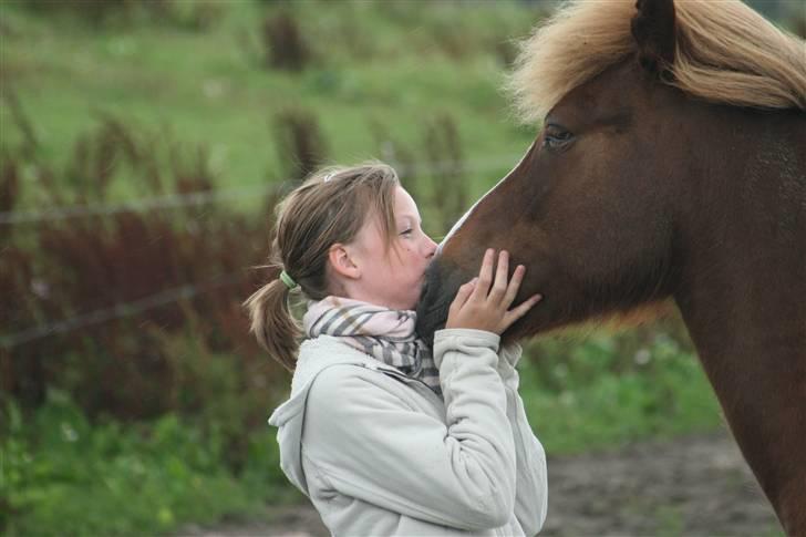 Islænder Hervör frá Rödli SOLGT  billede 14