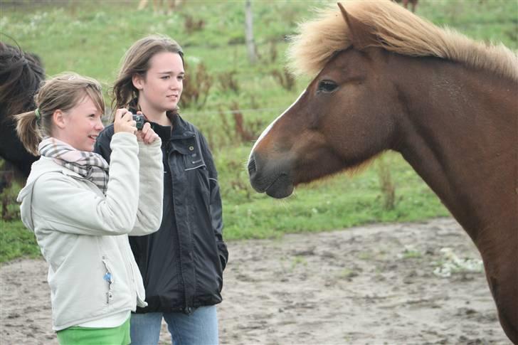 Islænder Hervör frá Rödli SOLGT  billede 15