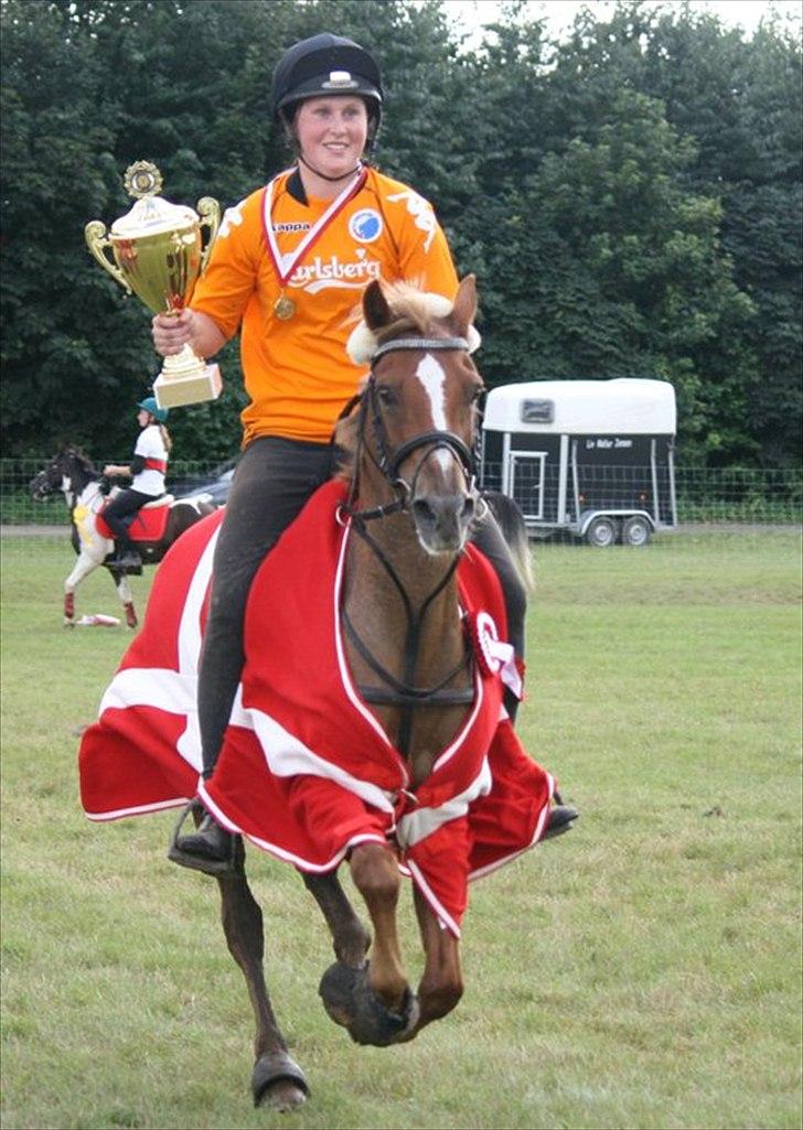 Welsh Partbred (Sec F) Bohemo Ilia billede 5