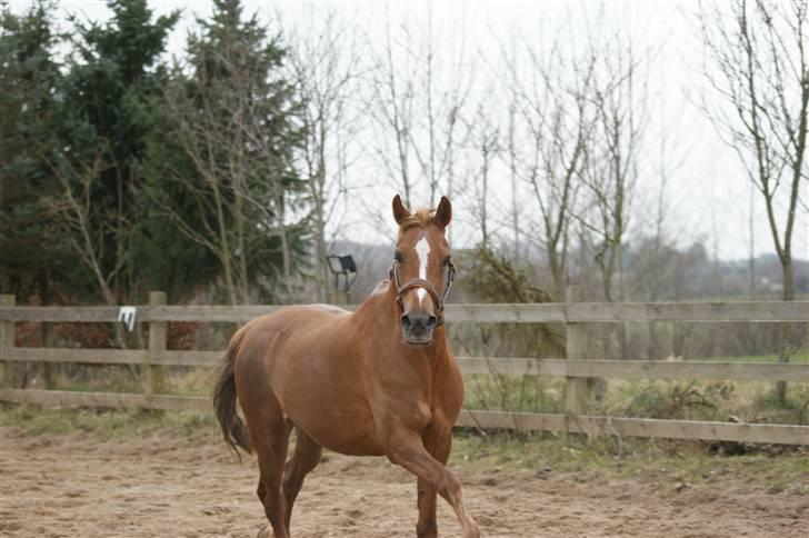 Welsh Partbred (Sec F) Bohemo Ilia billede 7