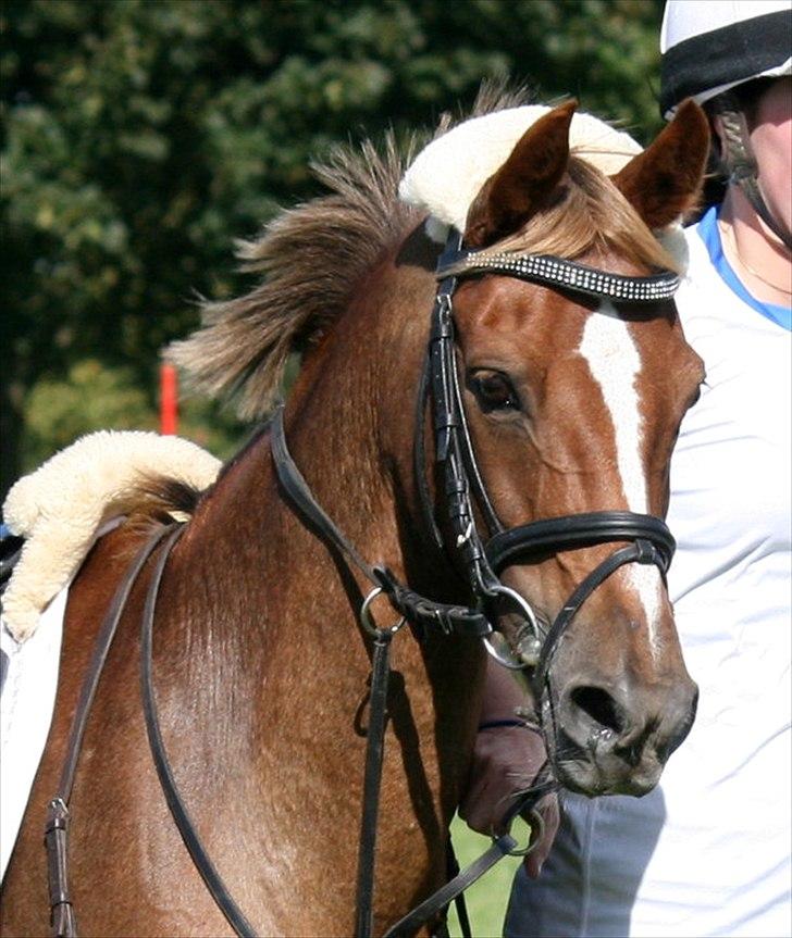 Welsh Partbred (Sec F) Bohemo Ilia billede 9