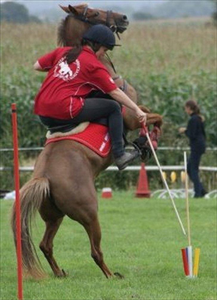 Welsh Partbred (Sec F) Bohemo Ilia billede 10