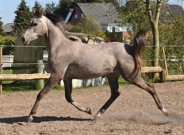 Arabisk fuldblod (OX) Magic White Dream - Taget d. 21.04 - 2009.   Foto: Jani Pedersen billede 2