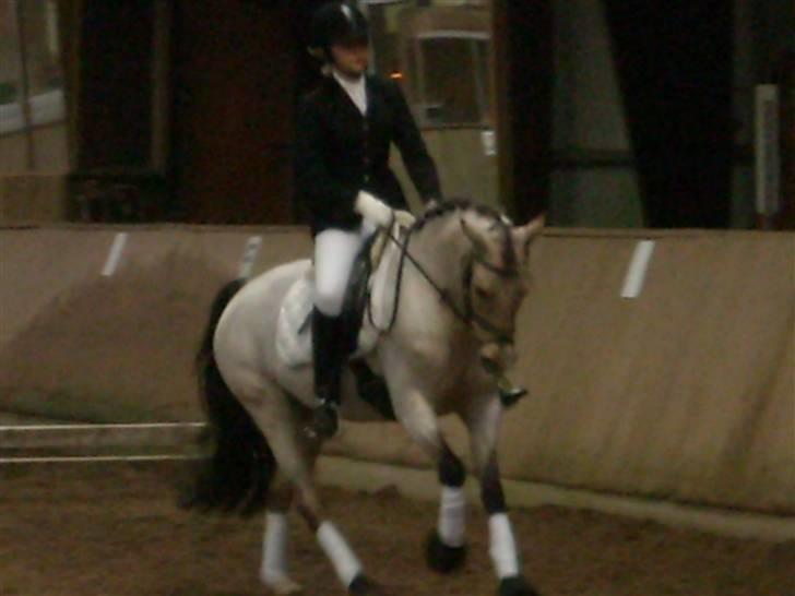 DSP Blanke - Solgt - lækkker galop du er så dejlig billede 16