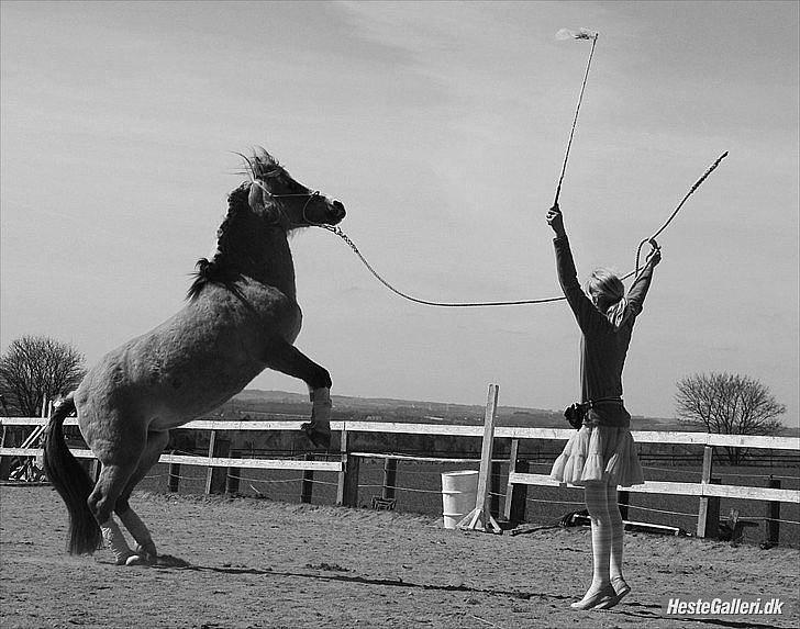 Anden særlig race Princess R.I.P †SOULMATE† - My soulmate ! <3 You will never be forgotten .. Foto: Jeanett Nørgaard <3 billede 16
