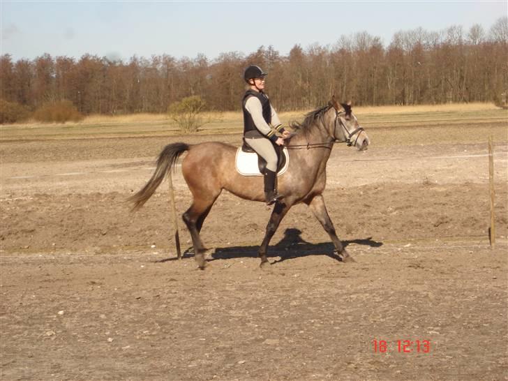 Shagya Araber (SH) Evita - her øver vi trav og styrbarhed 2009 billede 10