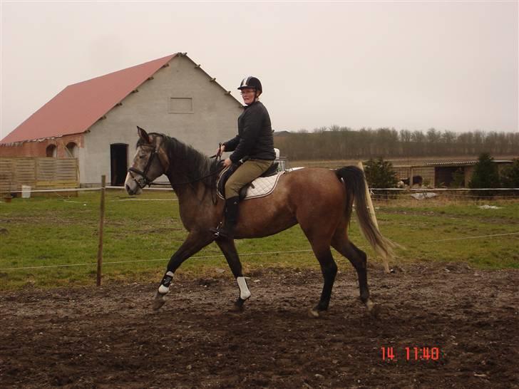 Shagya Araber (SH) Evita - 1. gang på besøg hos Tina billede 11