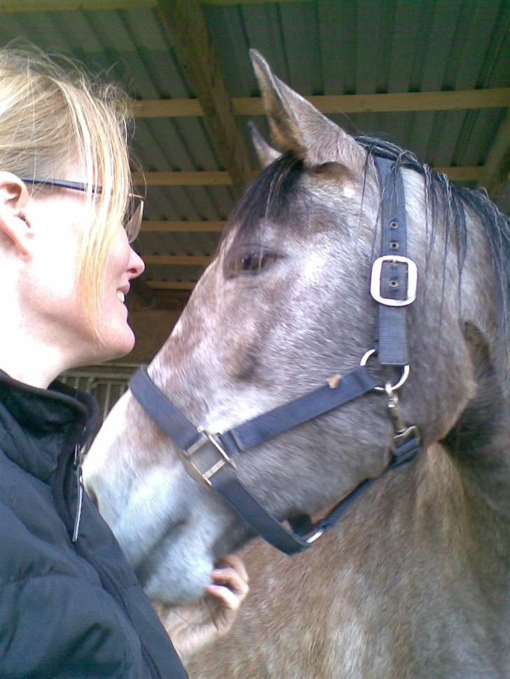 Shagya Araber (SH) Evita - Dejligt at bilve nusset billede 12