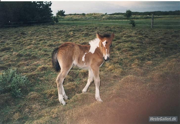 Islænder Embla fra Vesterlund - *Team Bækdalen* billede 15