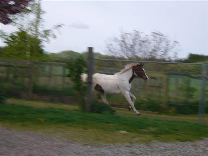 Pinto Gantrup Tinka.  - Fuld firspring (: Tinka vil ind NU! (: billede 17