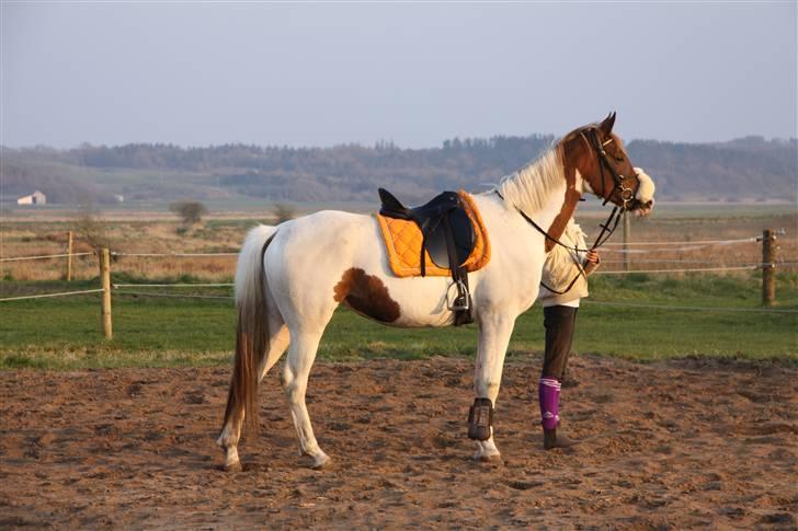 Pinto Gantrup Tinka.  - FARLIGE HESTE (: billede 19