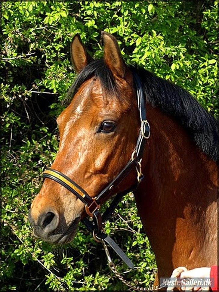 Welsh Cob (sec D) Altenahr Hovgård - Velkommen til Alte´s profil :-) billede 1