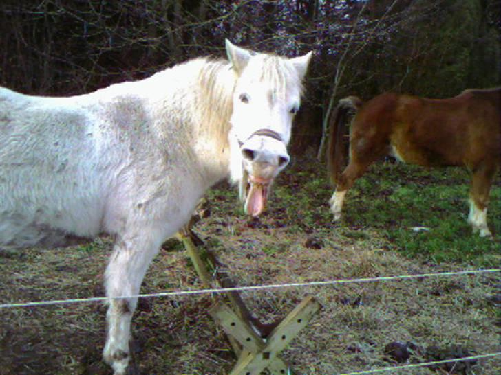 Anden særlig race Pretty White Star billede 14