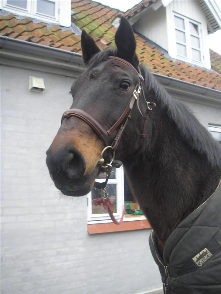Dansk Varmblod Raimona aka Mule billede 12