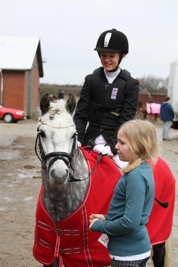 Welsh Pony (sec B) Klintholms SirJames - Søde lille James har lige været inde og springe og fik en flot 3. plads billede 8