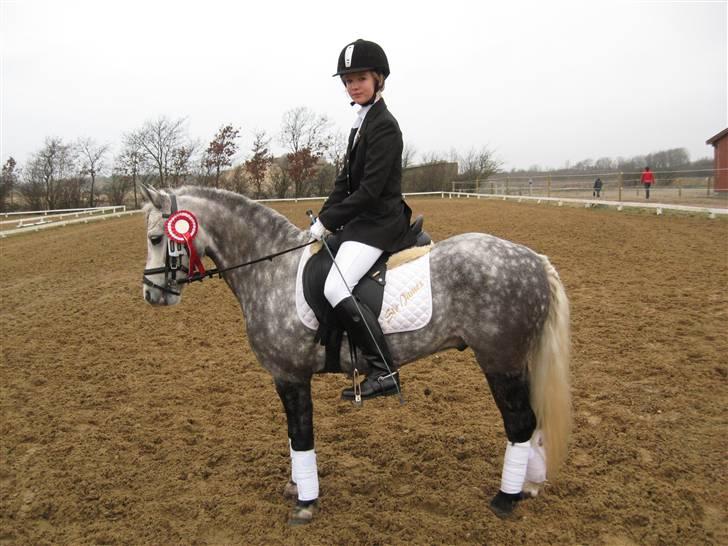 Welsh Pony (sec B) Klintholms SirJames - Dressurstævne i Tjæreborg 1. plads billede 9