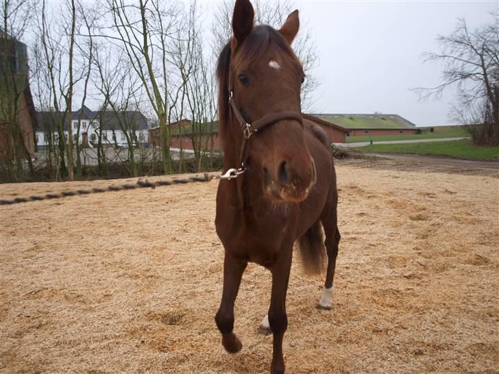 Tysk Oldenburger Awaiting Donna billede 1