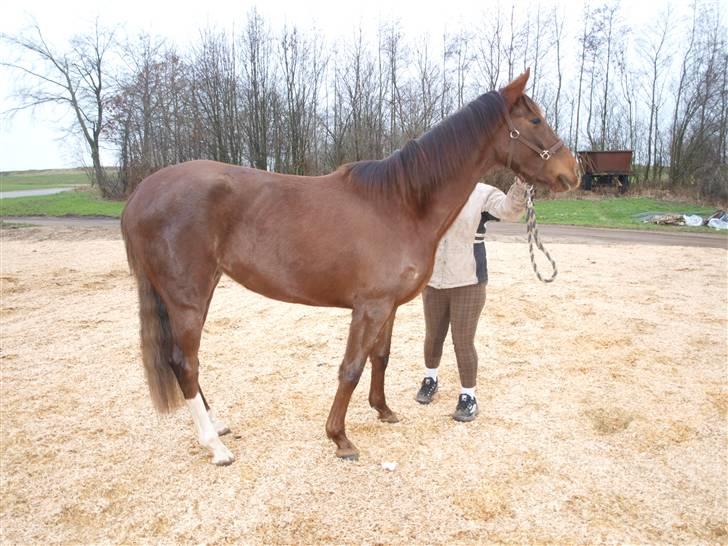 Tysk Oldenburger Awaiting Donna billede 2