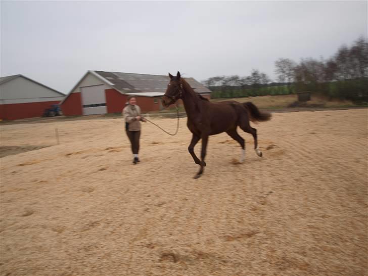 Tysk Oldenburger Awaiting Donna billede 3