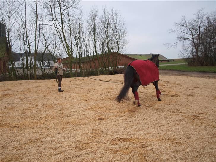 Tysk Oldenburger Awaiting Donna billede 4