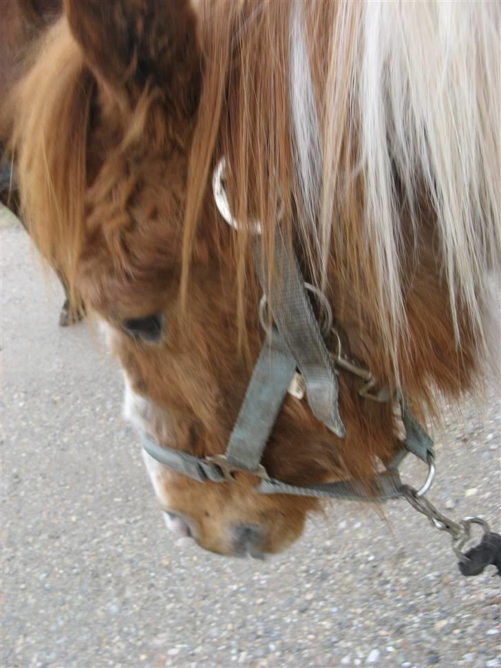 Anden særlig race Laban - velkommen til labans profil, send en stemem og smid en kommentar billede 1